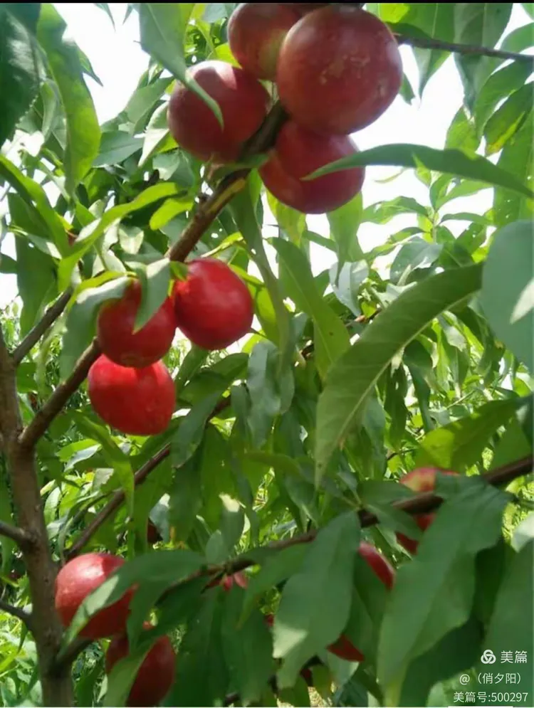 塘沽新城镇柴怨果蔬种植中心摘"朵子桃"